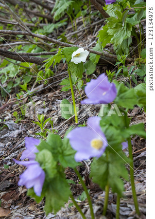 [新潟縣_佐渡_白根葵] 百花名花健行路線上的白根葵盛開 123134978