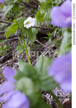 [新潟縣_佐渡_白根葵] 百花名花健行路線上的白根葵盛開 123134980