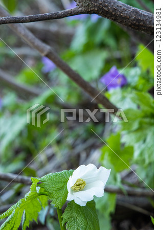 [新潟縣_佐渡_白根葵] 百花名花健行路線上的白根葵盛開 123134981