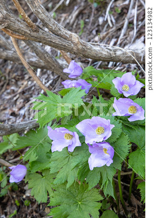 [新潟縣_佐渡_白根葵] 百花名花健行路線上的白根葵盛開 123134982