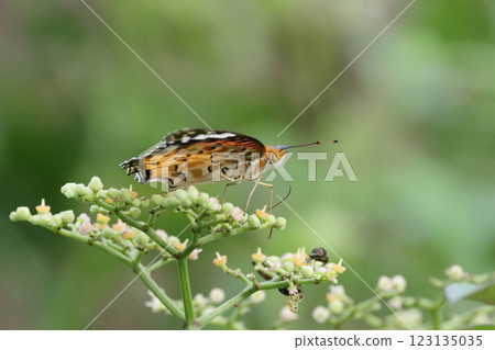 Zuma giuna 123135035