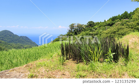 Summer at Ishibe Rice Terraces with a View of Mt. Fuji Summer at Ishibe Rice Terraces with a View of Mt. Fuji 123135299