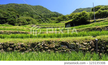 Summer at Ishibe Rice Terraces with a View of Mt. Fuji 123135306