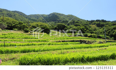 Summer at Ishibe Rice Terraces with a View of Mt. Fuji 123135311