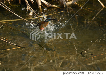 Kingfisher catches a fish 123135512