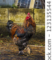 Notojima Free-range Gamecocks 123135544