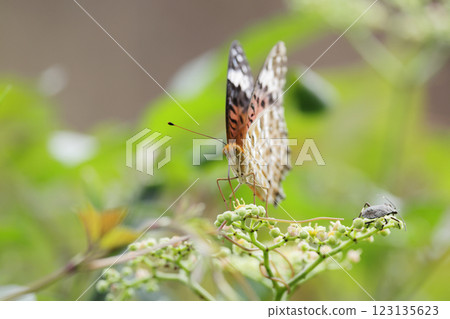 Zuma giuna Zuma giuna 123135623