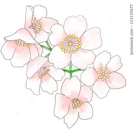 櫻花 櫻花 123135677