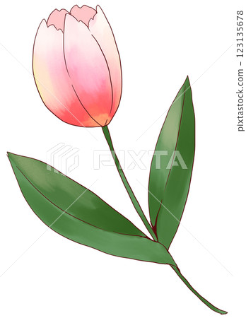 粉紅色的鬱金香 粉紅色的鬱金香 123135678