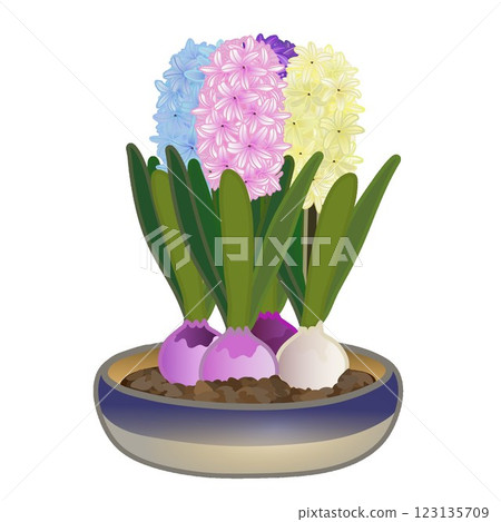 Illustration of a flowering hyacinth in a flat pot 123135709