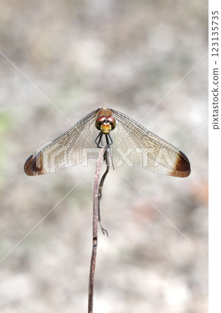 Squirrel Red-veined Dragonfly Squirrel Red-veined Dragonfly 123135735