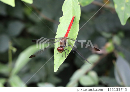 Squirrel Red-veined Dragonfly Squirrel Red-veined Dragonfly 123135743