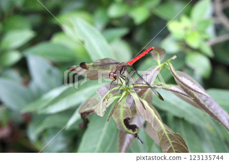 Squirrel Red-veined Dragonfly Squirrel Red-veined Dragonfly 123135744