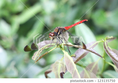 Squirrel Red-veined Dragonfly Squirrel Red-veined Dragonfly 123135750