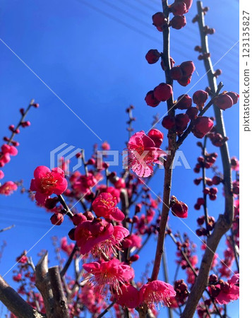 Vibrant plum blossoms that shine in the clear sky 123135827