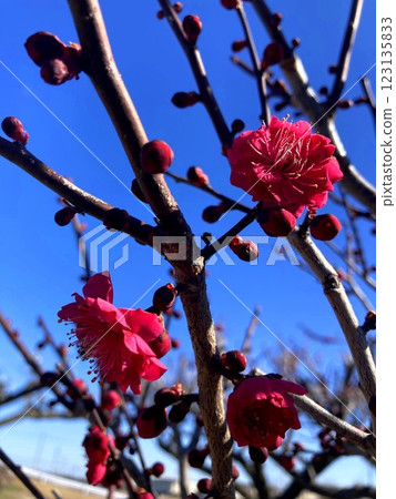 梅花在晴朗的天空中閃閃發光，充滿活力 123135833