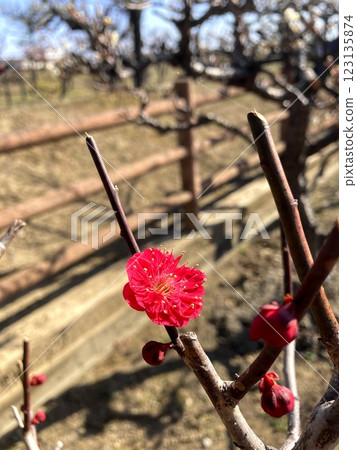 一朵紅梅也顯露其存在 123135874