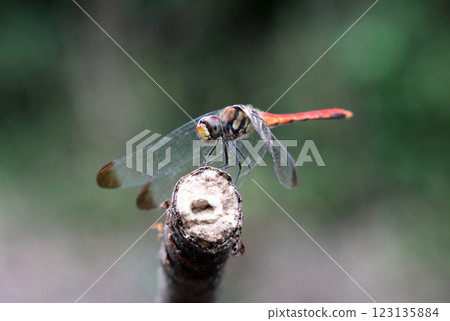 Dragonfly Squirrel Akane Dragonfly Squirrel Akane 123135884