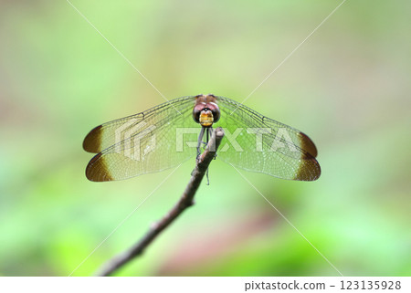 Dragonfly Squirrel Akane Dragonfly Squirrel Akane 123135928