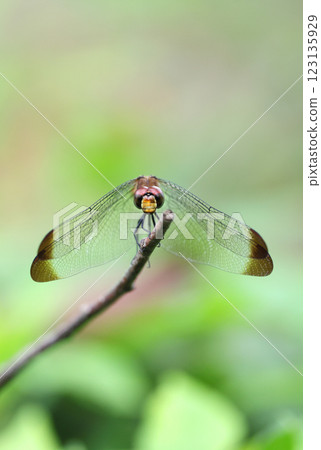 Dragonfly Squirrel Akane Dragonfly Squirrel Akane 123135929
