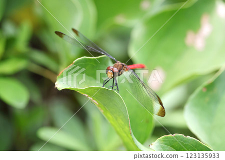Dragonfly Squirrel Akane Dragonfly Squirrel Akane 123135933