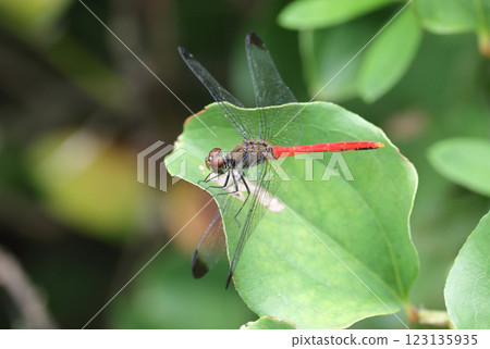 Dragonfly Squirrel Akane Dragonfly Squirrel Akane 123135935