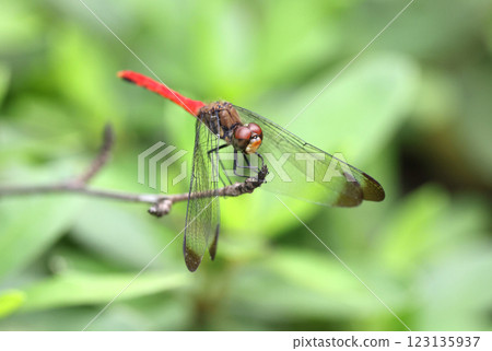 Dragonfly Squirrel Akane Dragonfly Squirrel Akane 123135937