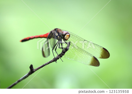 Dragonfly Squirrel Akane Dragonfly Squirrel Akane 123135938