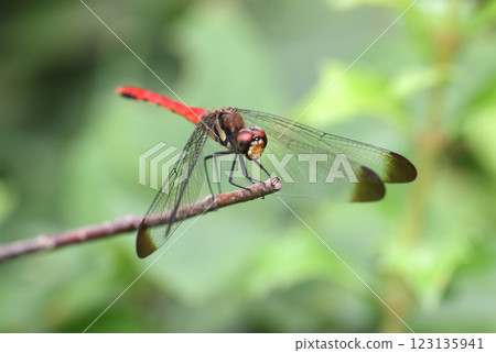 Dragonfly Squirrel Akane Dragonfly Squirrel Akane 123135941