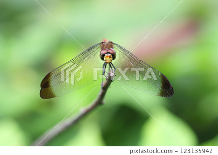 蜻蜓松鼠 Akane 123135942