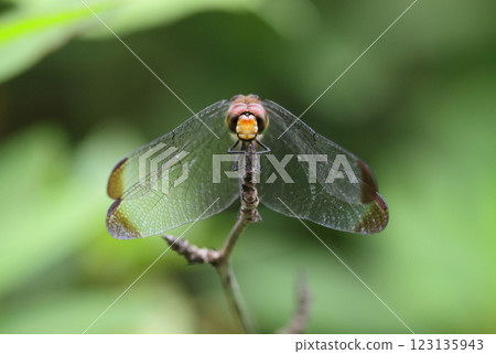 蜻蜓松鼠 Akane 123135943