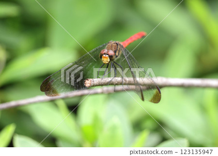 Dragonfly Squirrel Akane Dragonfly Squirrel Akane 123135947