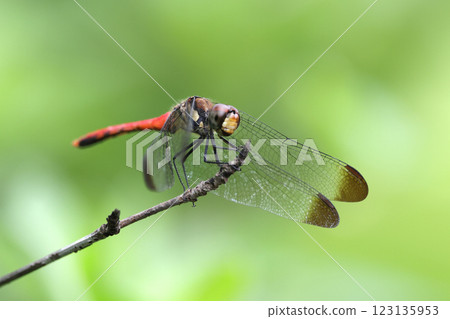 Dragonfly Squirrel Akane Dragonfly Squirrel Akane 123135953