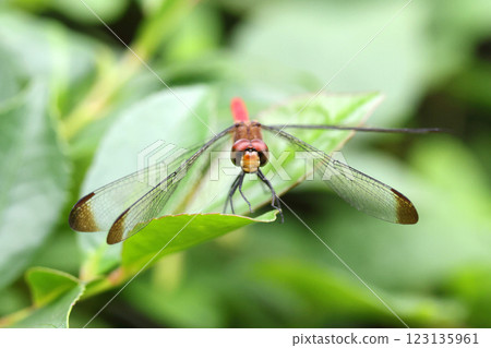 Dragonfly Squirrel Akane Dragonfly Squirrel Akane 123135961