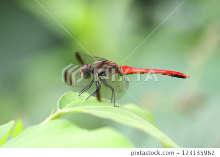 蜻蜓松鼠 Akane 123135962