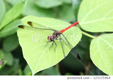 Dragonfly Squirrel Akane Dragonfly Squirrel Akane 123135964
