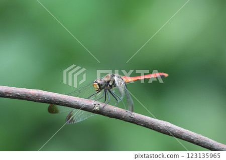 Dragonfly Squirrel Akane Dragonfly Squirrel Akane 123135965