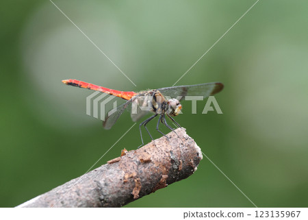 Dragonfly Squirrel Akane Dragonfly Squirrel Akane 123135967
