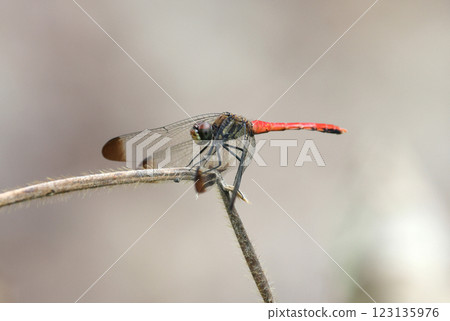Dragonfly Squirrel Akane Dragonfly Squirrel Akane 123135976