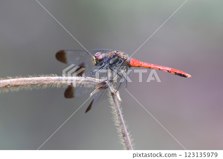 Dragonfly Squirrel Akane Dragonfly Squirrel Akane 123135979