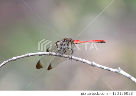 Dragonfly Squirrel Akane 123136038