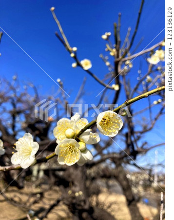 Plum blossoms shine on a sunny day Plum blossoms shine on a sunny day 123136129