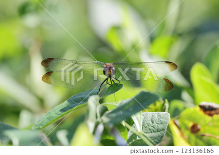 Dragonfly Squirrel Akane Dragonfly Squirrel Akane 123136166