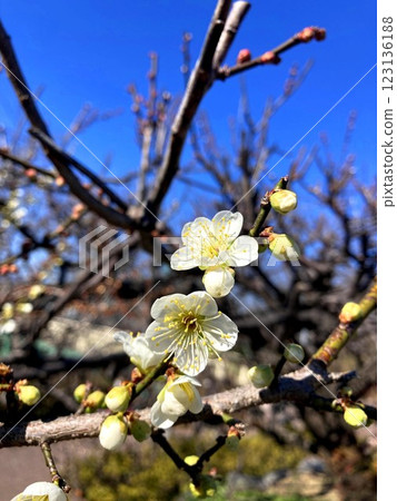 Plum blossoms shine on a sunny day 123136188