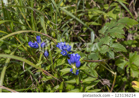 [新潟縣_佐渡_龍膽花] 大佐渡健行路線上的龍膽花盛開 123136214