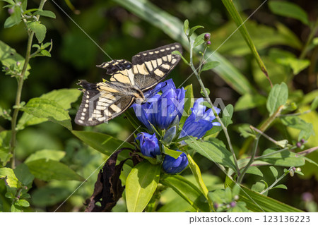 [Niigata Prefecture_Sado_Siberian gentian] Siberian gentian blooming on the Osado trekking course 123136223