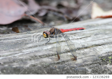 蜻蜓松鼠 Akane 蜻蜓松鼠 Akane 123136269