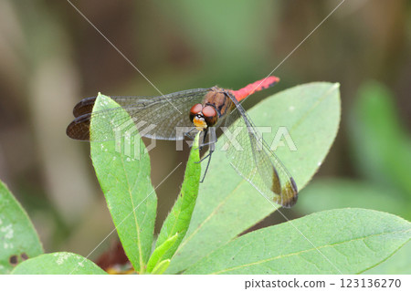 蜻蜓松鼠 Akane 123136270