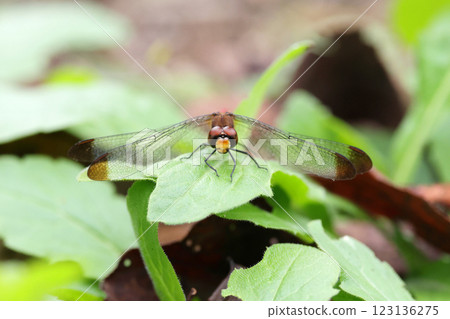 Dragonfly Squirrel Akane 123136275