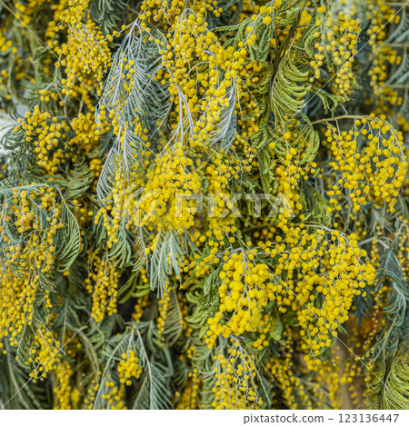 Yellow mimosa. Close-up of yellow mimosa flowers in full bloom. Natural background of spring, nature, seasonal holidays Yellow mimosa. Close-up of yellow mimosa flowers in full bloom. Natural background of spring, nature, seasonal holidays 123136447